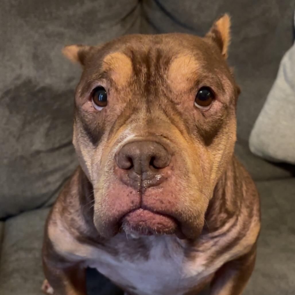 Enlarge Butterscotch, a Adoptable mixed breed in Montgomery, TX image 6/6