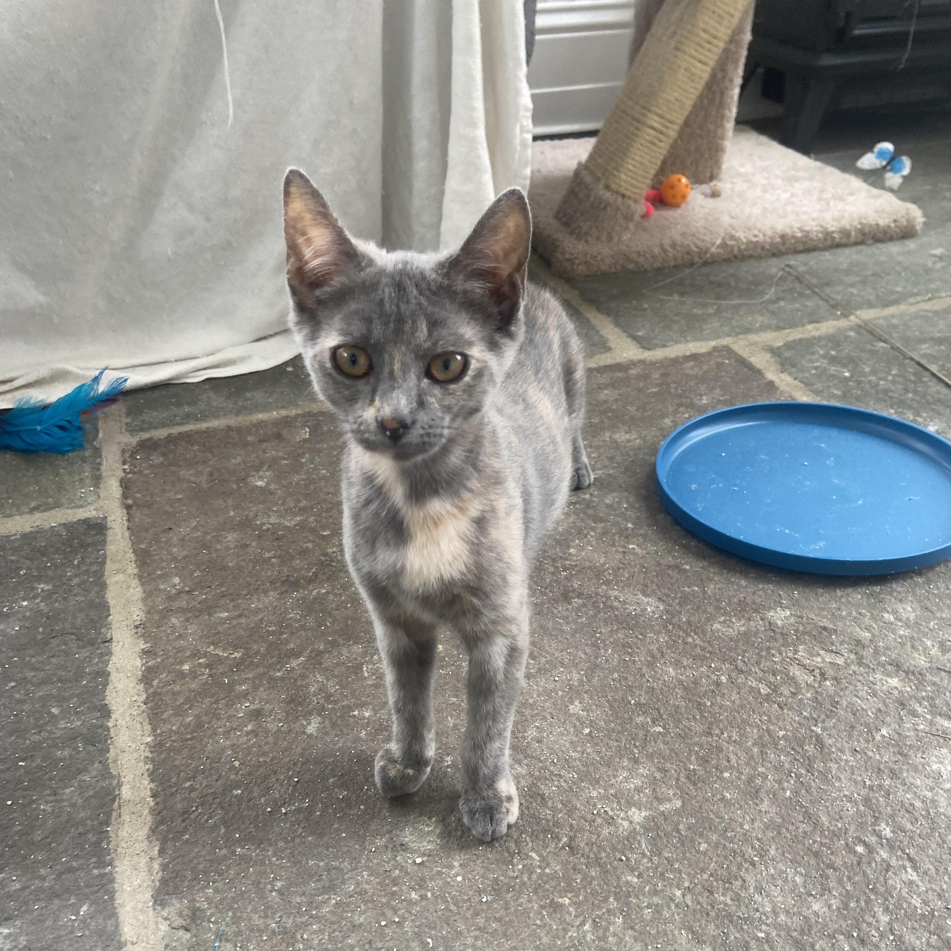 Sesame — thumbnail 2