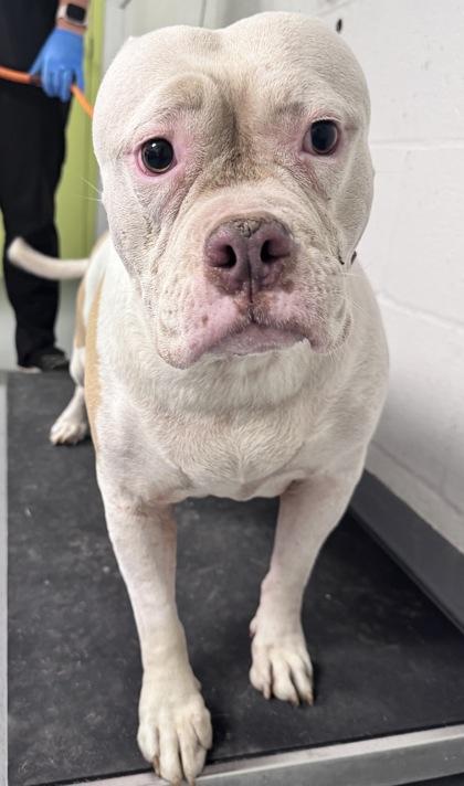 Princess - 1, Adoptable, Adult Female Mixed Breed & Mixed Breed.