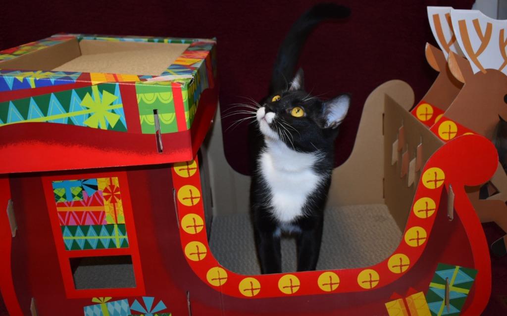 Enlarge Mama Cookie, a Adoptable mixed breed in Peoria, AZ image 1/6