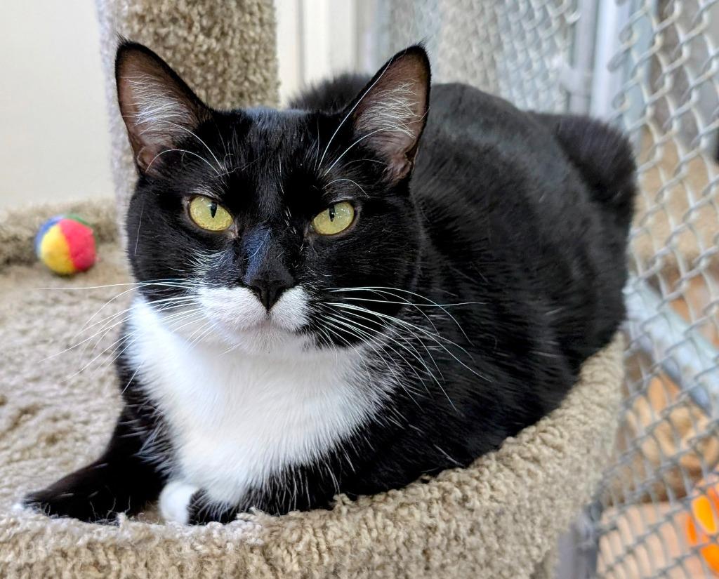 Enlarge Mama Cookie, a Adoptable mixed breed in Peoria, AZ image 3/6