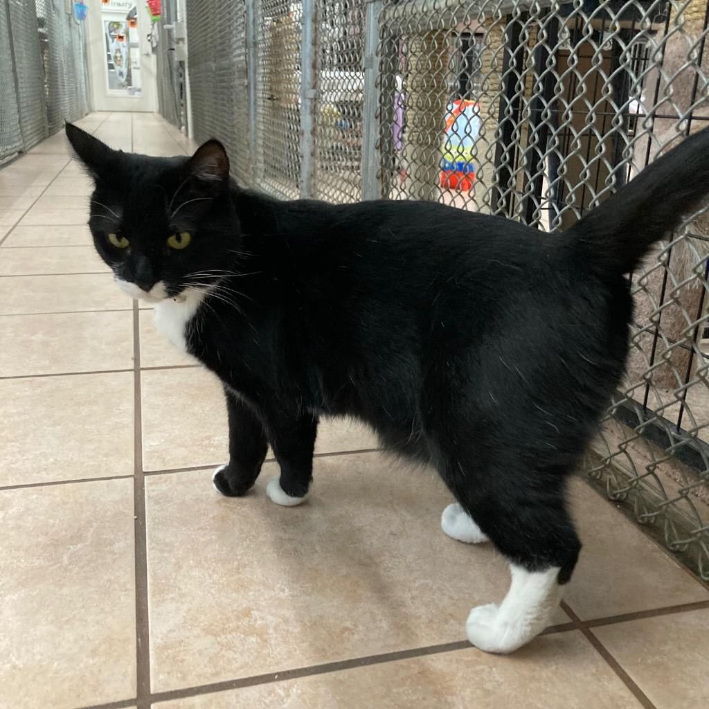 Enlarge Mama Cookie, a Adoptable mixed breed in Peoria, AZ image 3/3