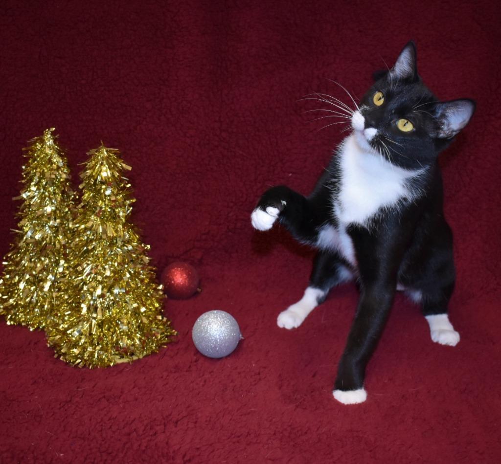 Enlarge Mama Cookie, a Adoptable mixed breed in Peoria, AZ image 5/6