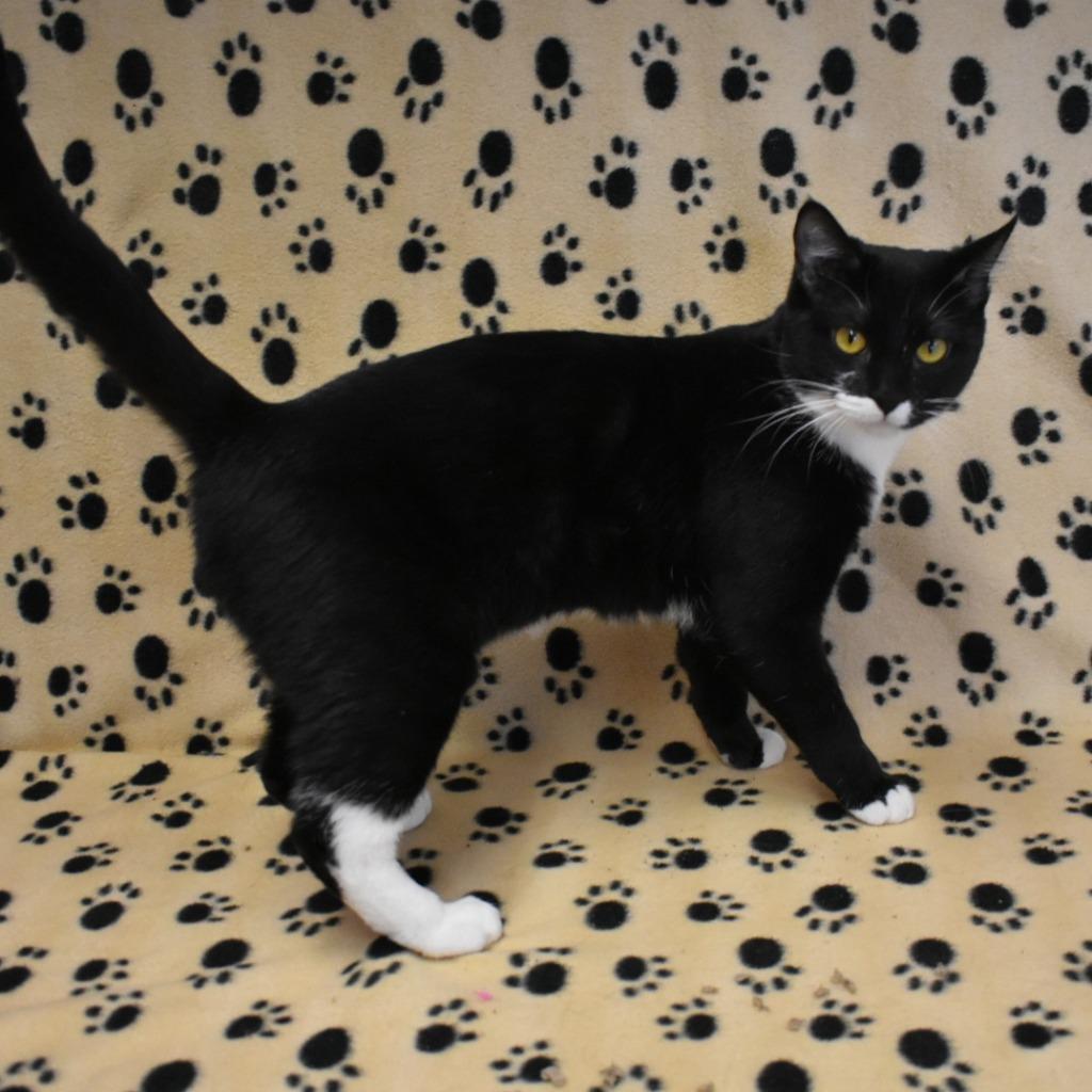 Enlarge Mama Cookie, a Adoptable mixed breed in Peoria, AZ image 6/6