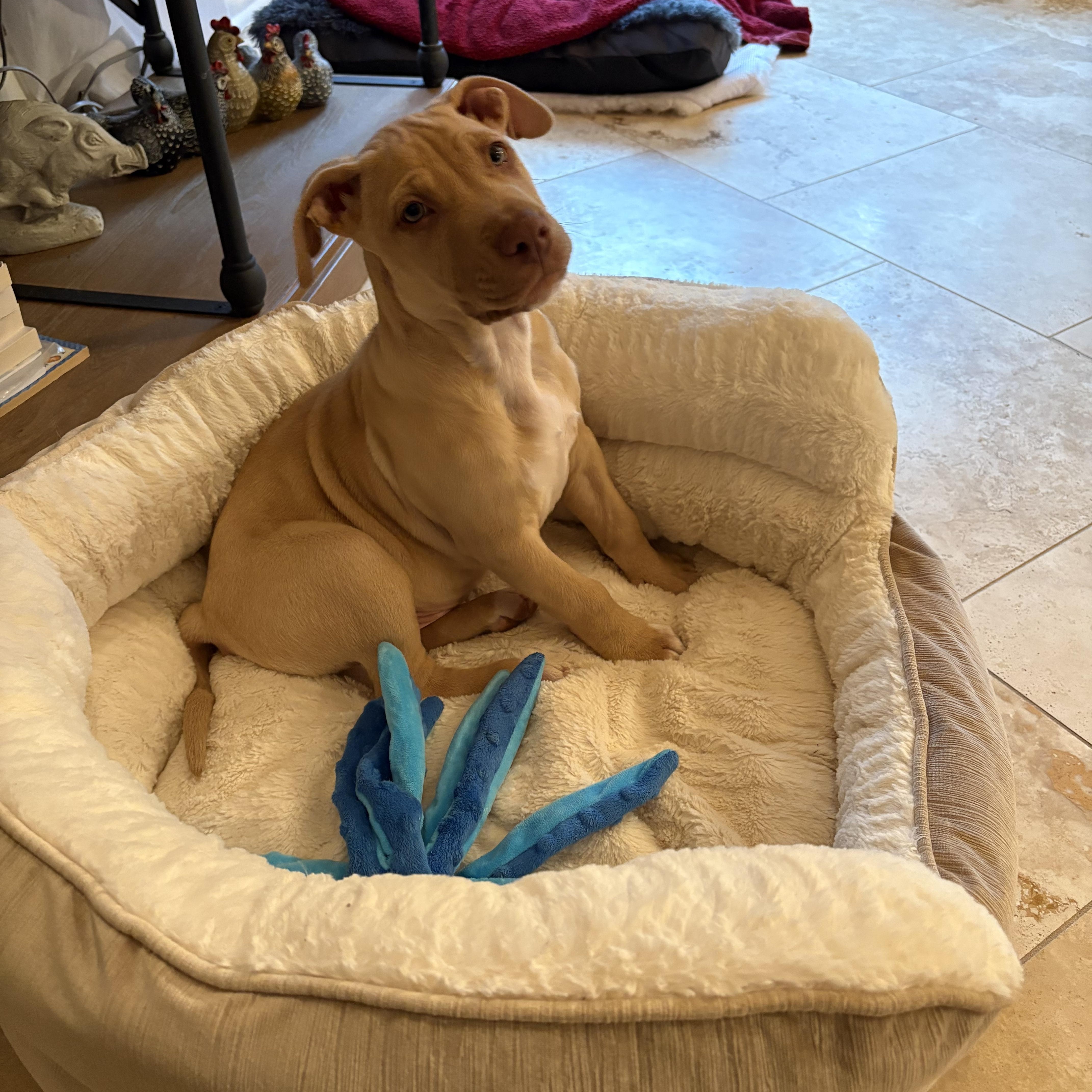 Enlarge Memphis , a Adoptable mixed breed in Cincinnati , OH image 2/5