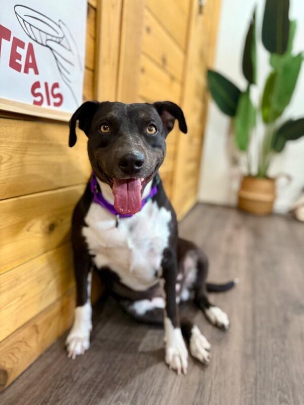 Toasty Buttercup the Cozy Couch Princess