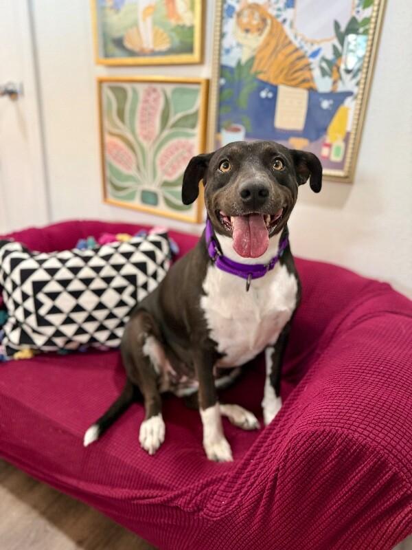 Toasty Buttercup the Cozy Couch Princess — thumbnail 4