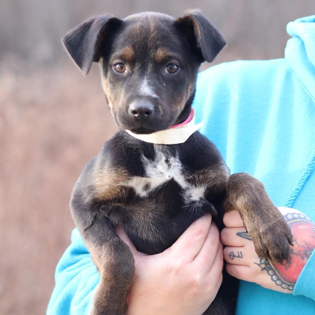 Enlarge CT Jordan avail Dec 21 (Cropley's Garden- Bolton, CT), a Adoptable mixed breed in Eastford, CT image 1/4
