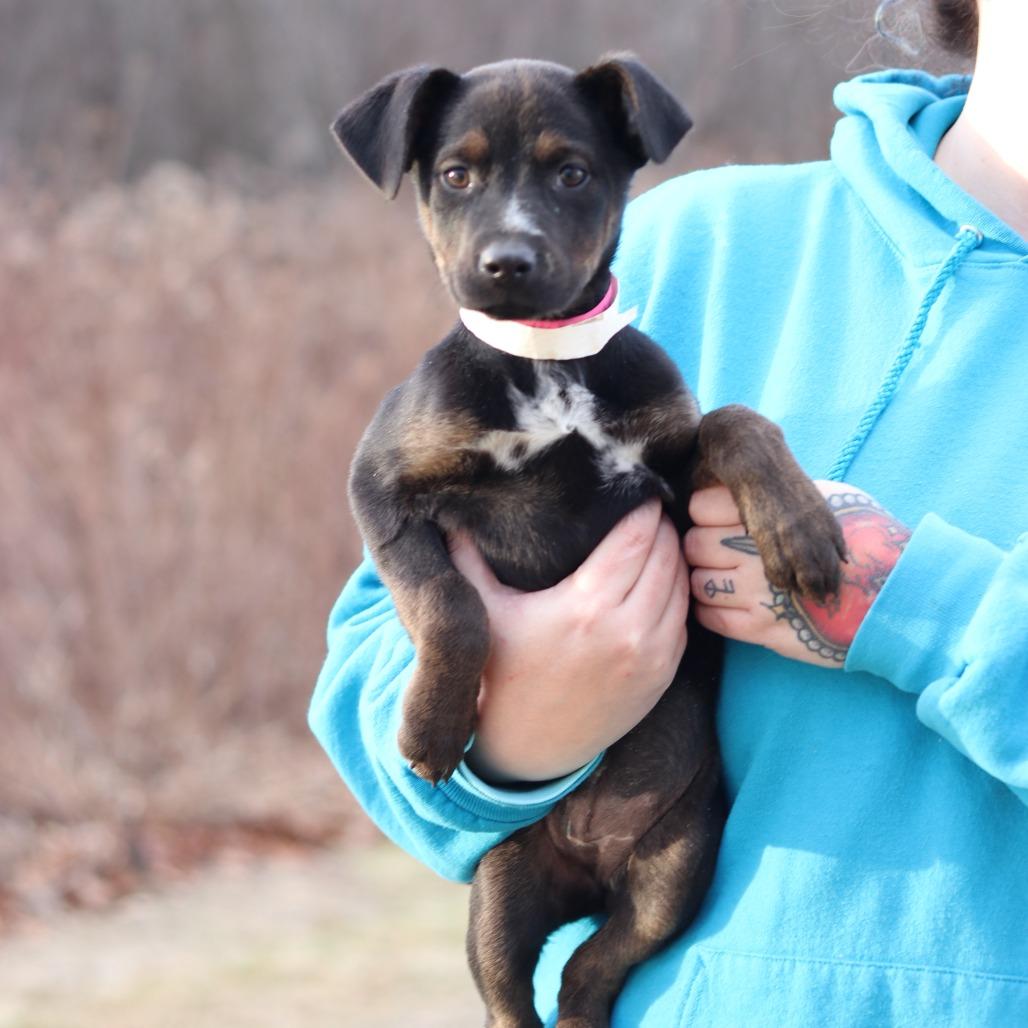 Enlarge CT Jordan avail Dec 21 (Cropley's Garden- Bolton, CT), a Adoptable mixed breed in Eastford, CT image 2/4