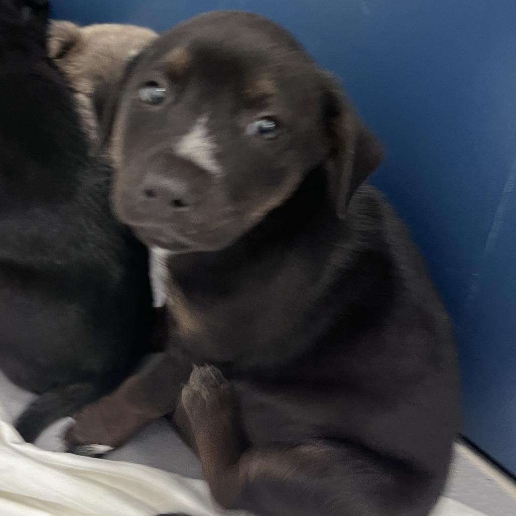 Enlarge CT Jordan avail Dec 21 (Cropley's Garden- Bolton, CT), a Adoptable mixed breed in Eastford, CT image 3/4