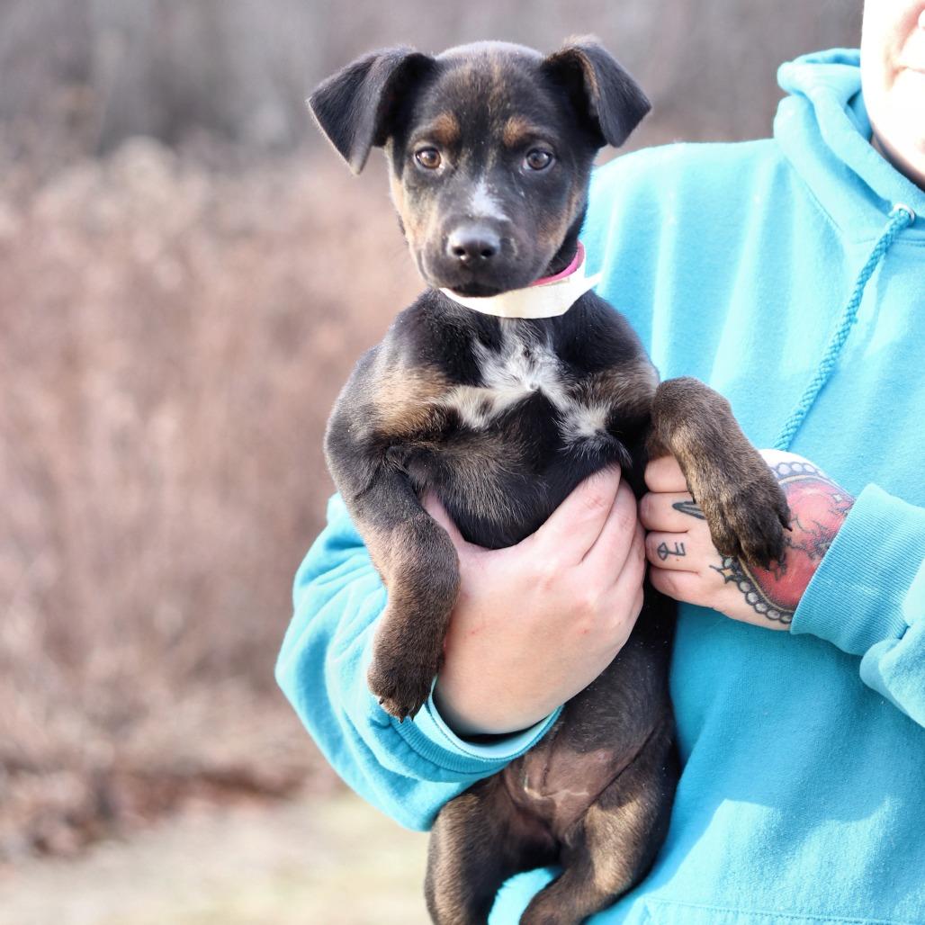 Enlarge CT Jordan avail Dec 21 (Cropley's Garden- Bolton, CT), a Adoptable mixed breed in Eastford, CT image 4/4