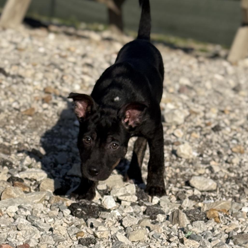 Enlarge Rice Cake, a Adoptable mixed breed in St. Peters, MO image 1/6