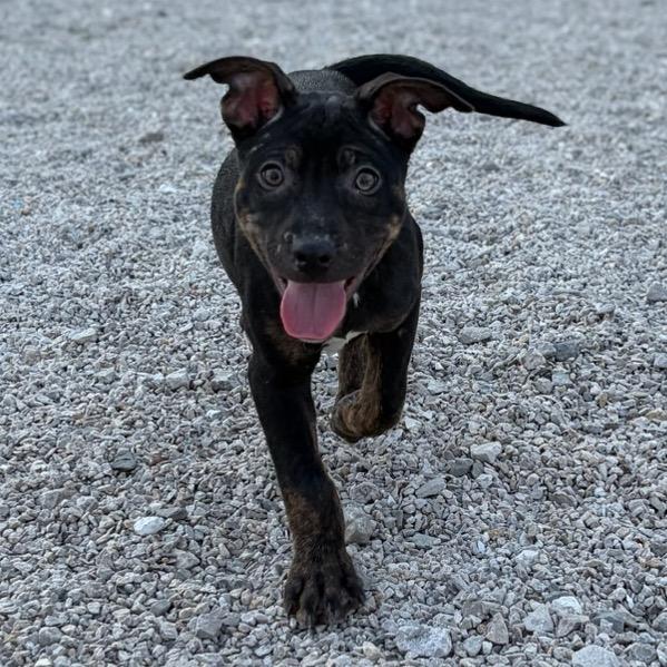 Enlarge Rice Cake, a Adoptable mixed breed in St. Peters, MO image 2/6