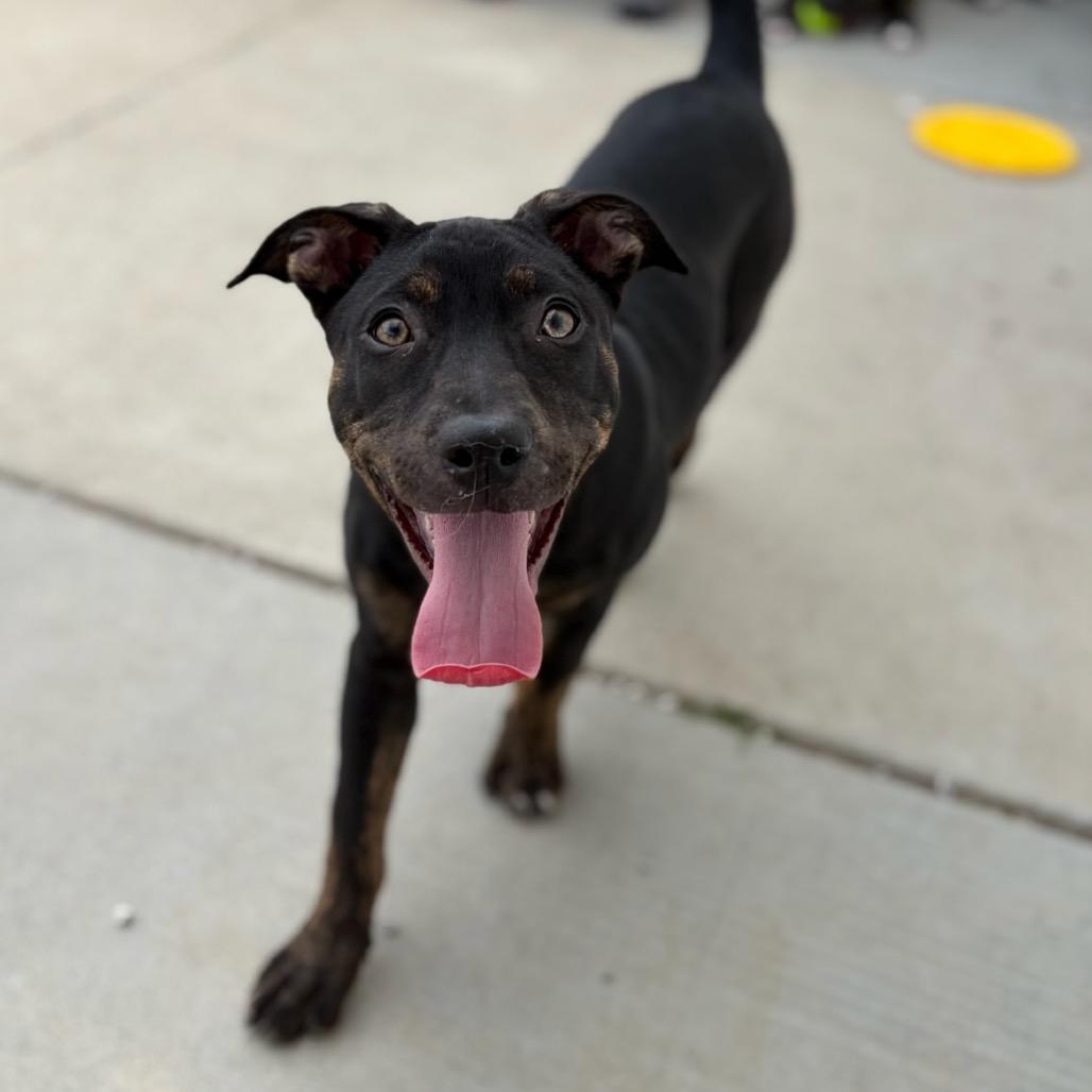 Enlarge Rice Cake, a Adoptable mixed breed in St. Peters, MO image 4/6