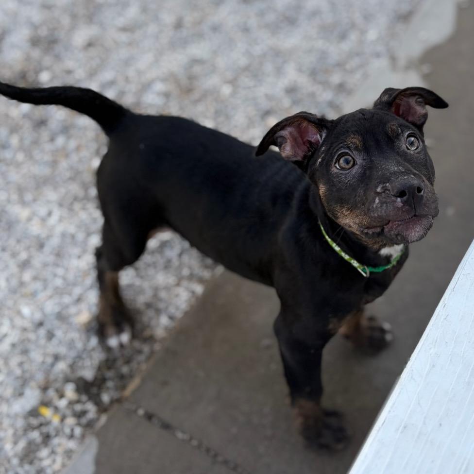 Enlarge Rice Cake, a Adoptable mixed breed in St. Peters, MO image 5/6