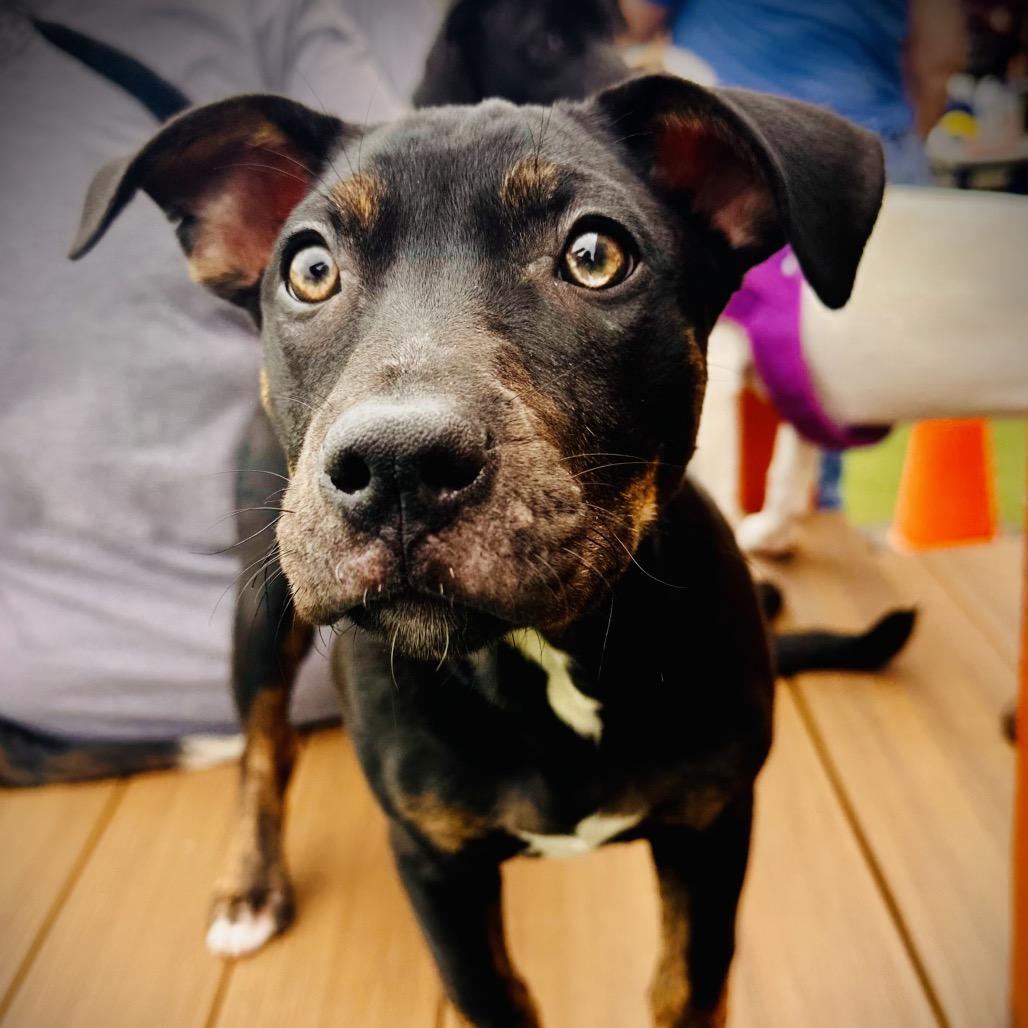 Enlarge Rice Cake, a Adoptable mixed breed in St. Peters, MO image 6/6