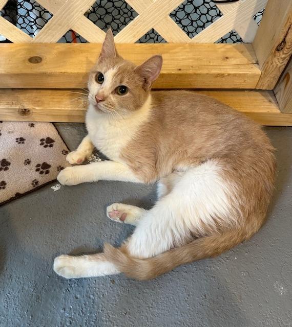 Jolene, Adoptable, Adult Female Domestic Short Hair.