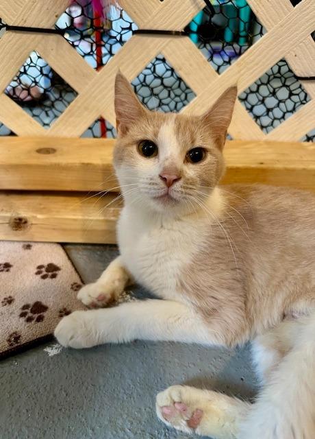 Enlarge Jolene, a Adoptable mixed breed in Lawrenceville, GA image 2/2