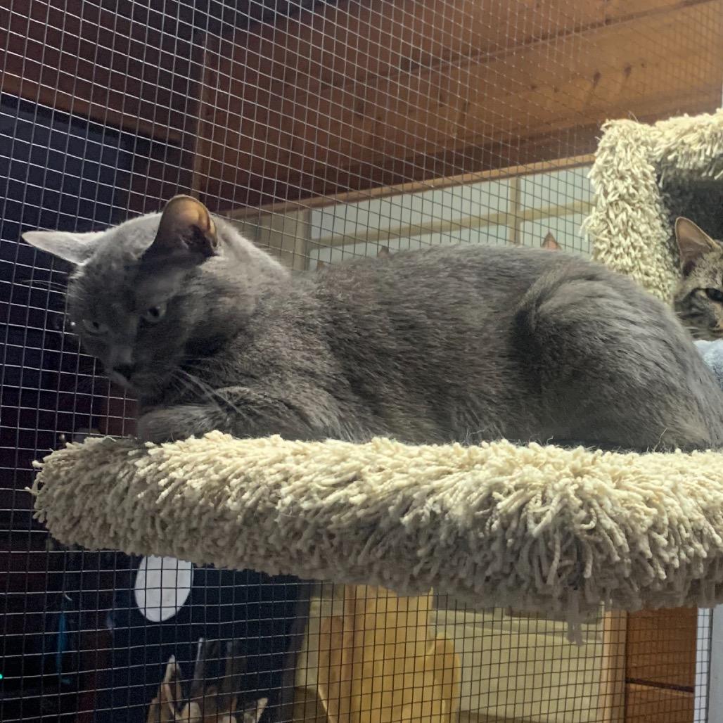 Enlarge Piper, a Adoptable Domestic Short Hair in Grass Valley, CA image 1/1