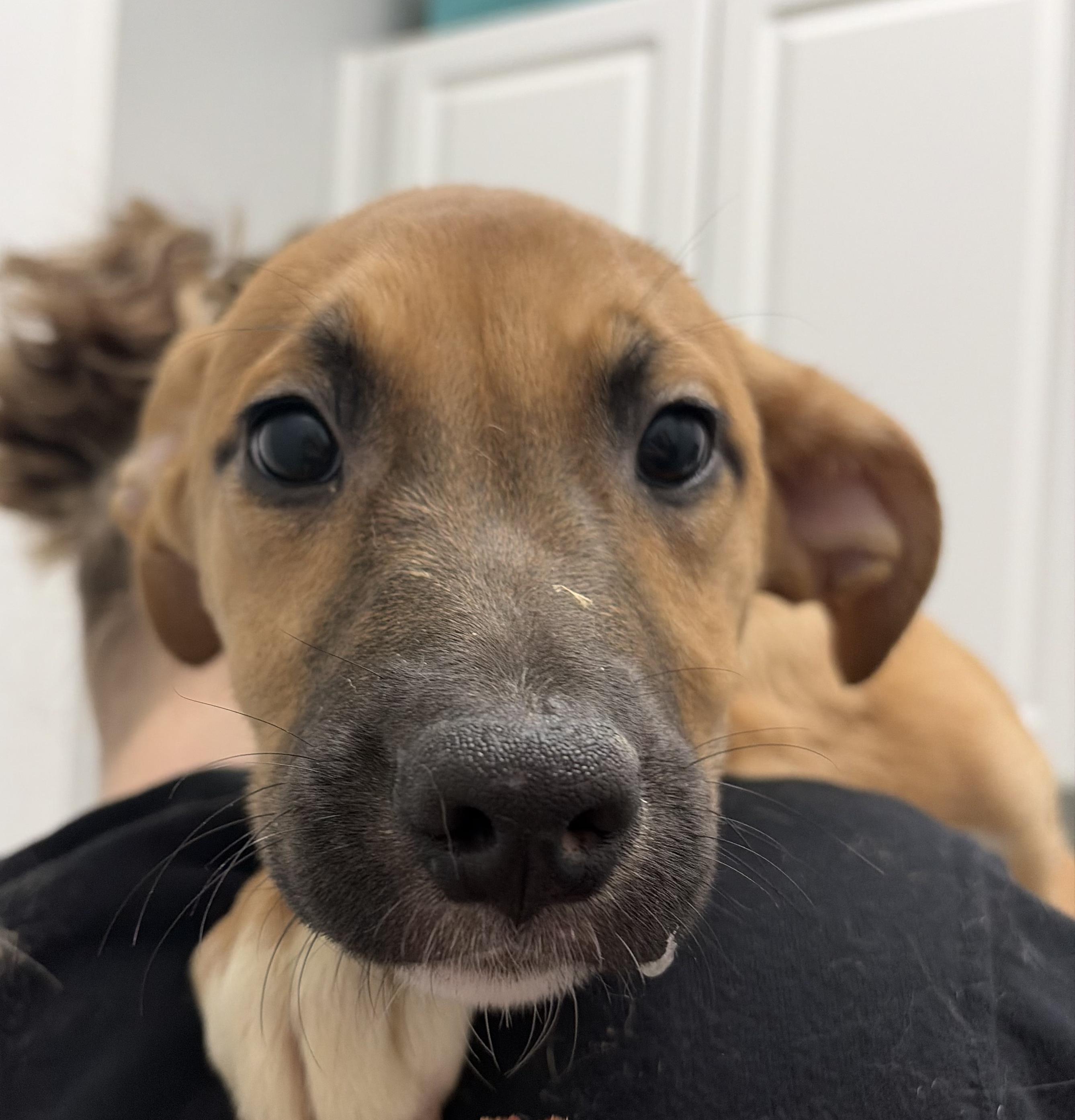 Enlarge Rose, a ADOPTABLE Mixed Breed in Franklin, IN image 1/1