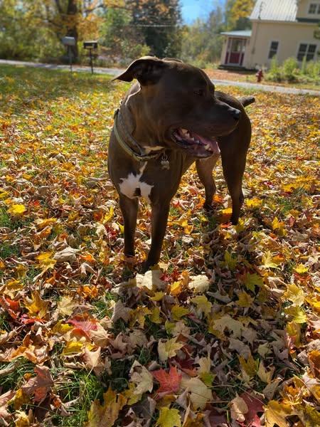 ZUKE, Adopted, Adult Male Chocolate Labrador Retriever & Terrier.