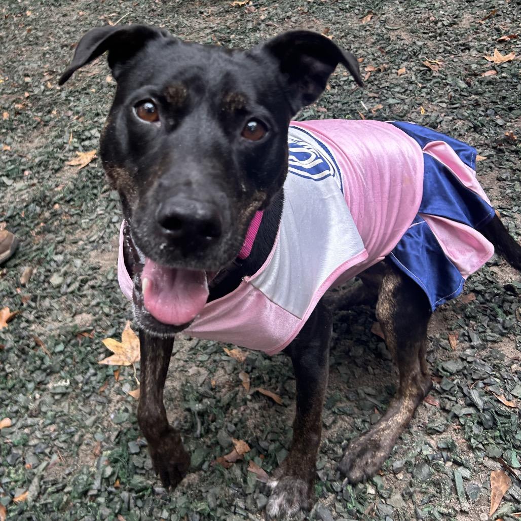 Enlarge Charlotte (I Have a Secret Crush!), a Adoptable mixed breed in Decatur, GA image 1/5