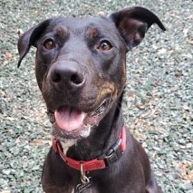 Charlotte (I Have a Secret Crush!), Adoptable, Senior Female Mixed Breed.