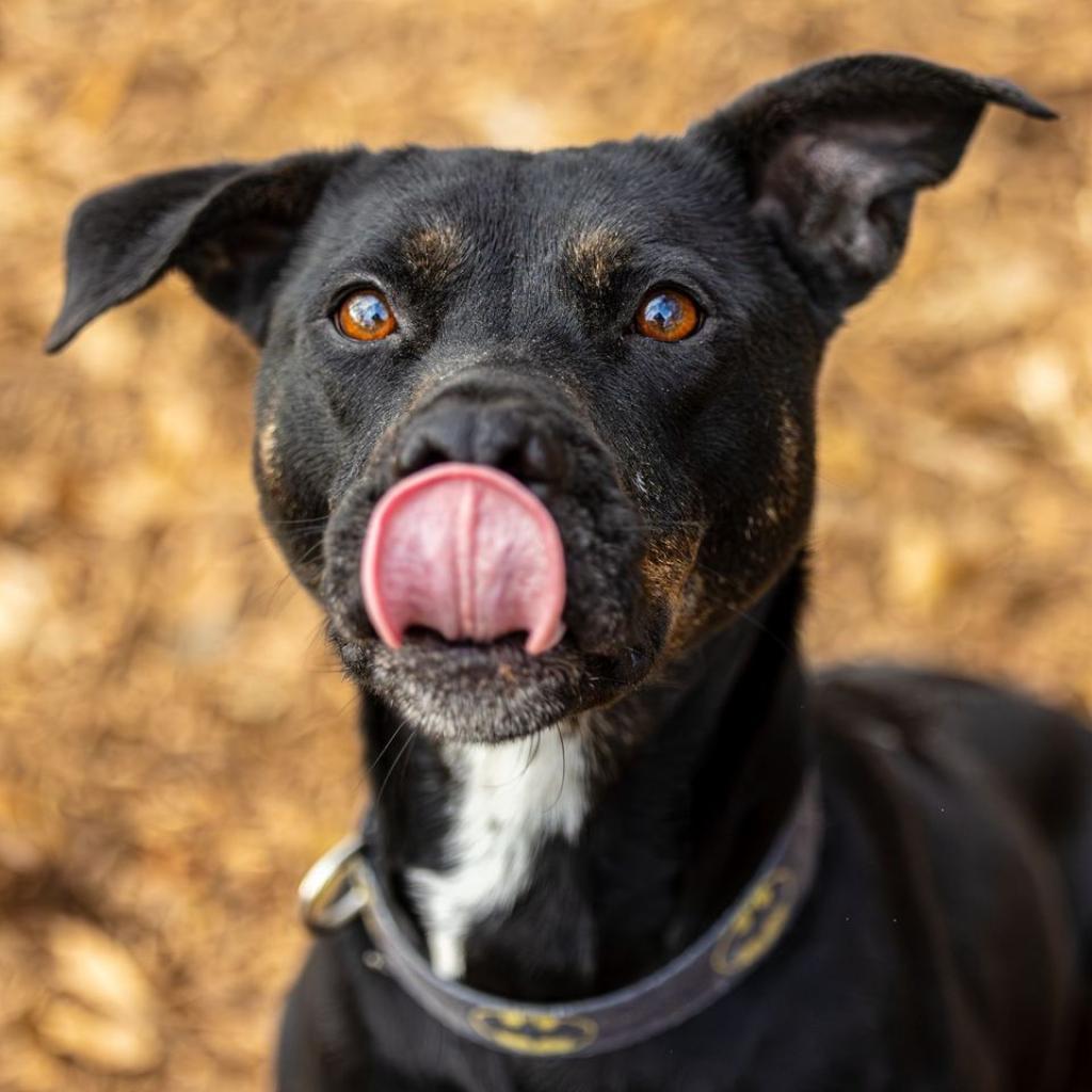 Enlarge Charlotte (I Have a Secret Crush!), a Adoptable mixed breed in Decatur, GA image 1/6