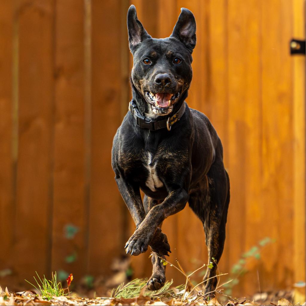 Enlarge Charlotte (I Have a Secret Crush!), a Adoptable mixed breed in Decatur, GA image 2/6