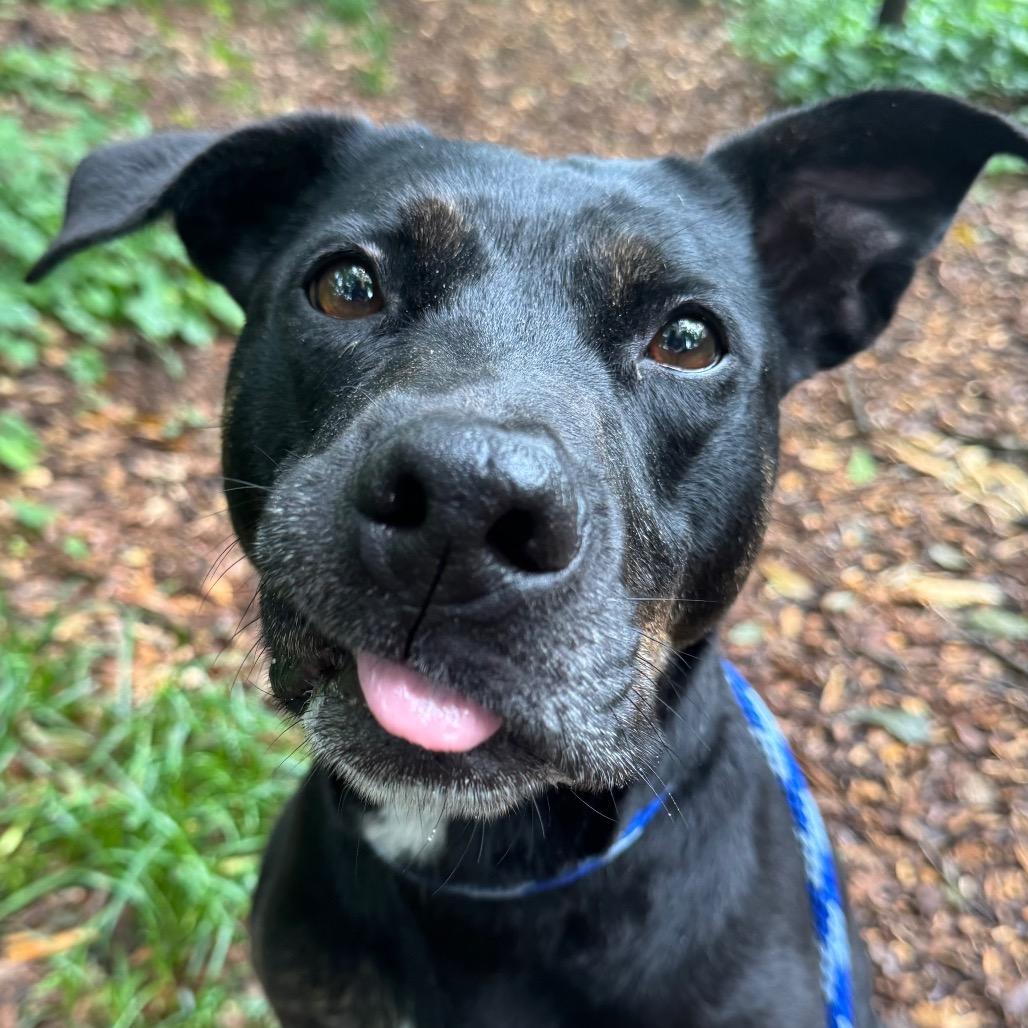 Enlarge Charlotte (I Have a Secret Crush!), a Adoptable mixed breed in Decatur, GA image 3/6