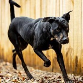 Enlarge Charlotte (I Have a Secret Crush!), a Adoptable mixed breed in Decatur, GA image 3/6