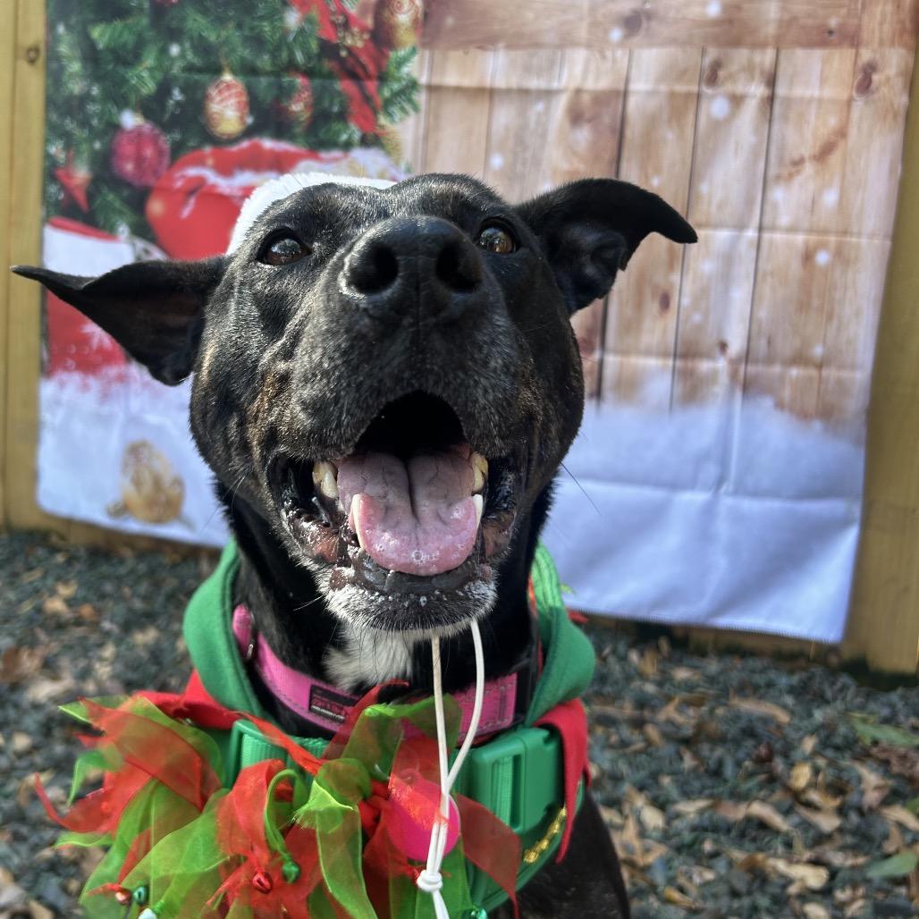 Enlarge Charlotte (I Have a Secret Crush!), a Adoptable mixed breed in Decatur, GA image 4/6