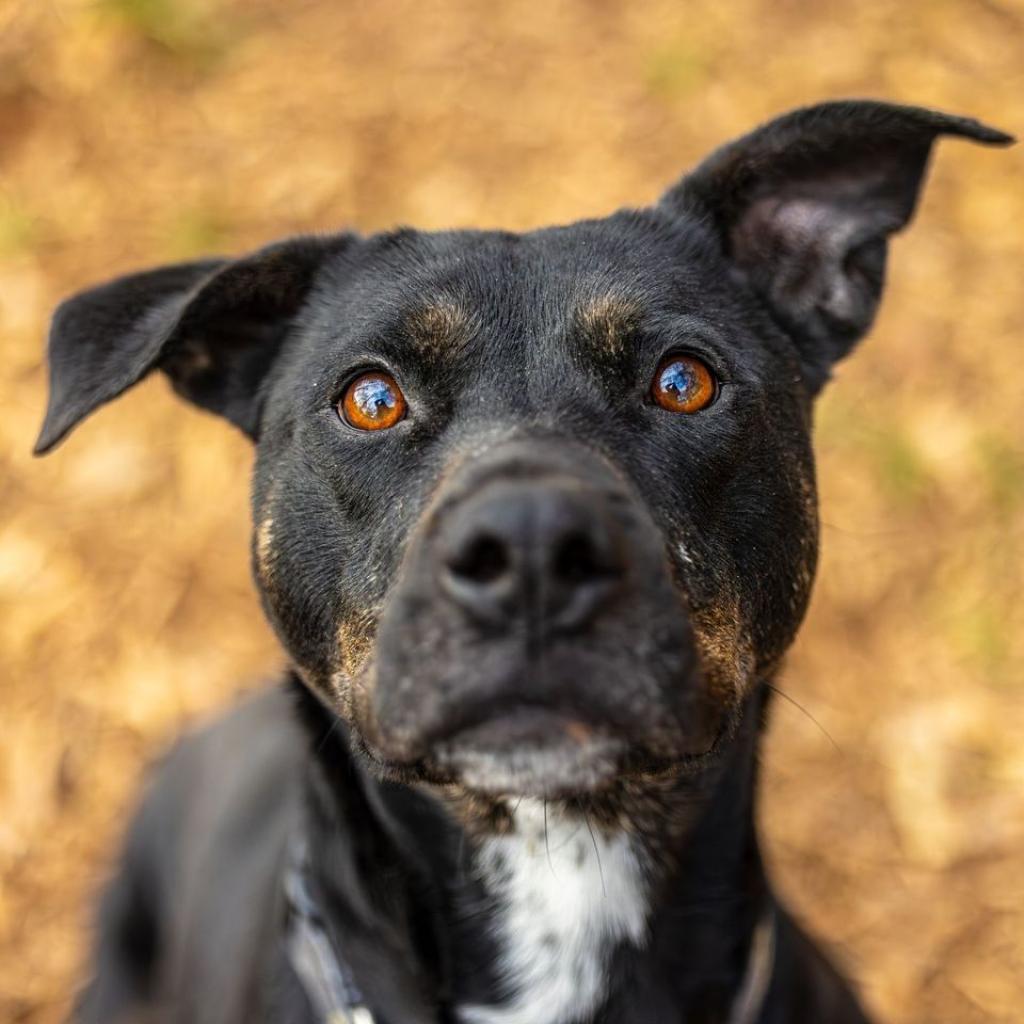 Enlarge Charlotte (I Have a Secret Crush!), a Adoptable mixed breed in Decatur, GA image 5/6