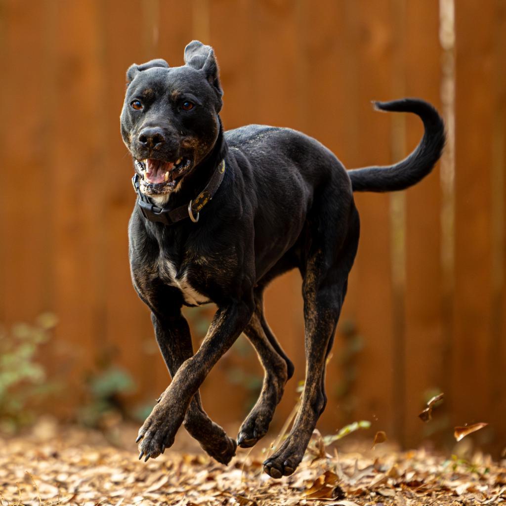 Enlarge Charlotte (I Have a Secret Crush!), a Adoptable mixed breed in Decatur, GA image 6/6