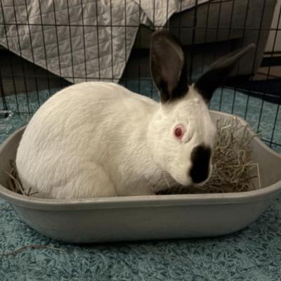 Sansa, Adoptable, Adult Female Himalayan & Californian.