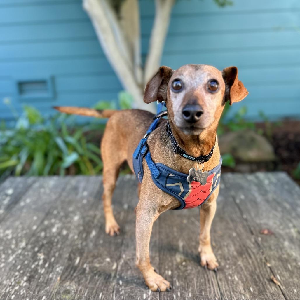 Mighty Joe, a Adoptable mixed breed in Corpus Christi, TX image 3/4