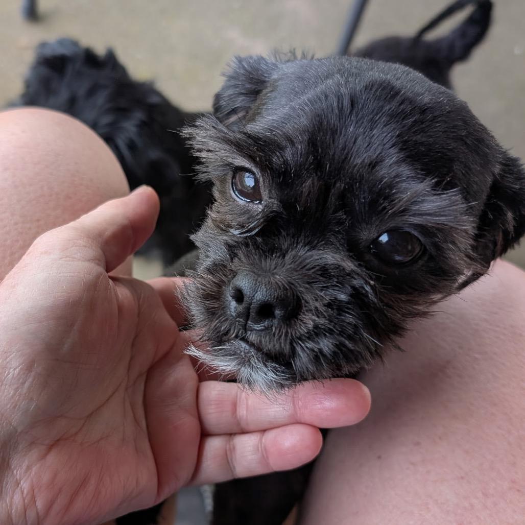 Tia Ella, Adoptable, Adult Female Shih Tzu & Mixed Breed.
