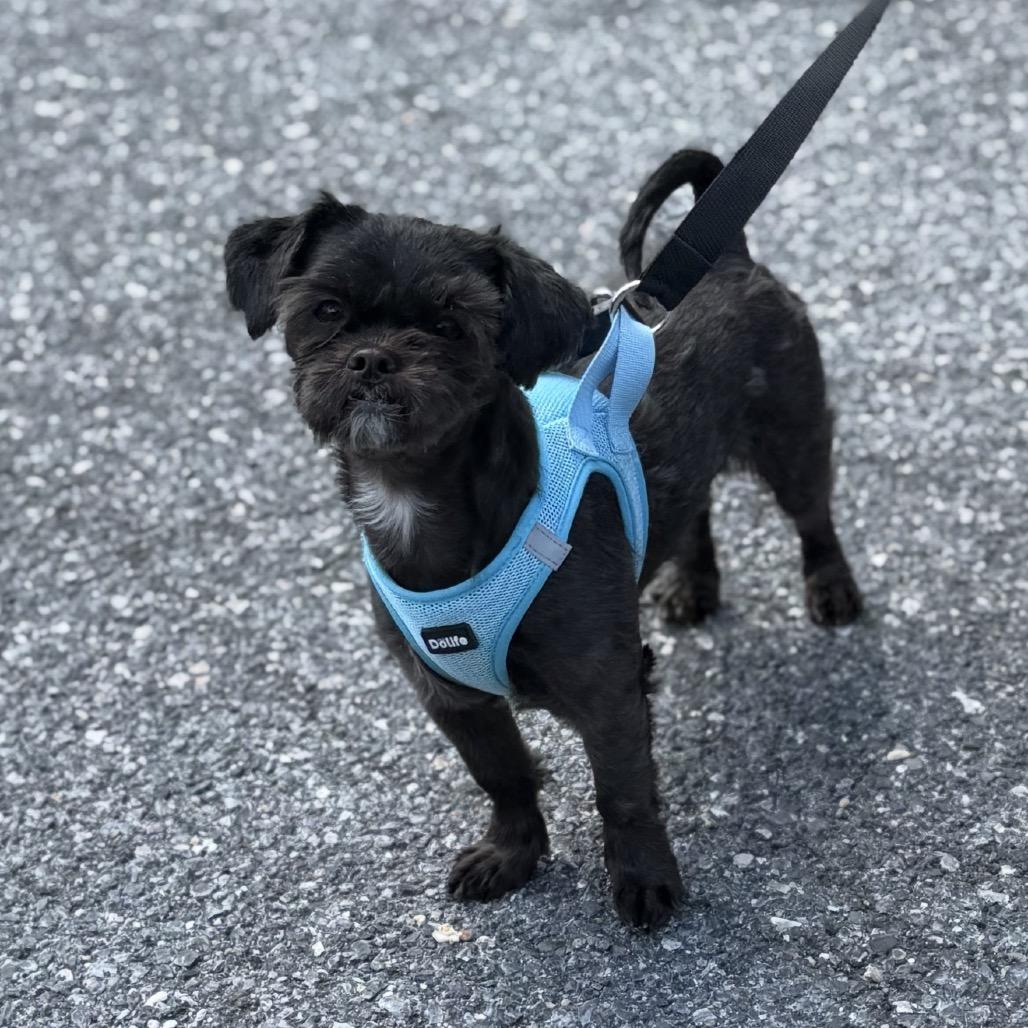Tia Ella, a Adoptable mixed breed in Rockville, MD image 3/3