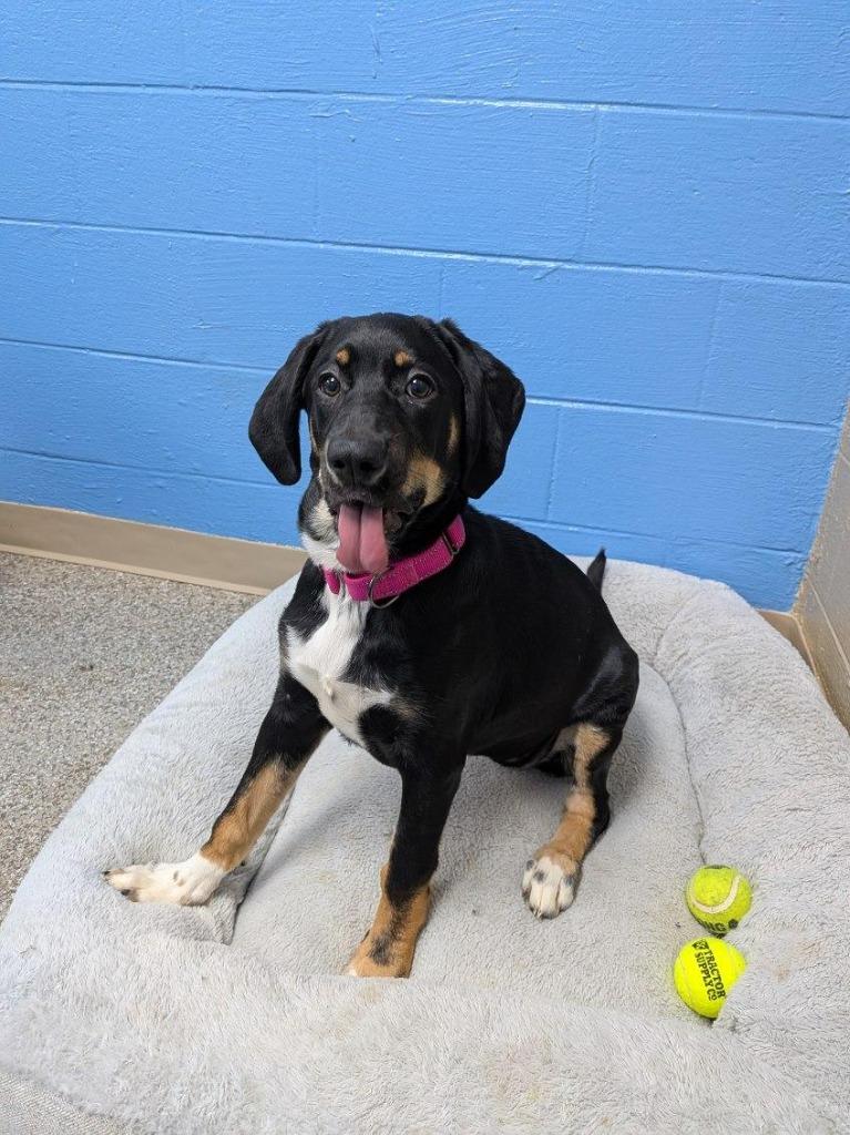 Lulu, Adoptable, Puppy Female Hound & Mixed Breed.