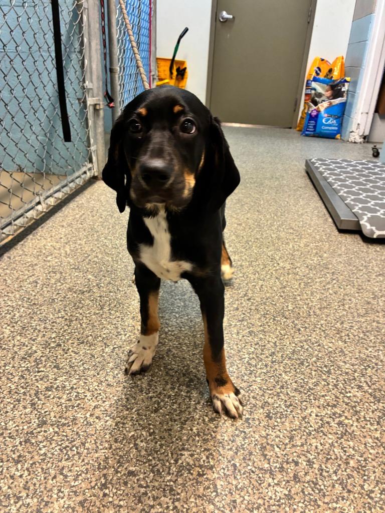 Enlarge Lulu, a Adoptable mixed breed in Blountville, TN image 2/2