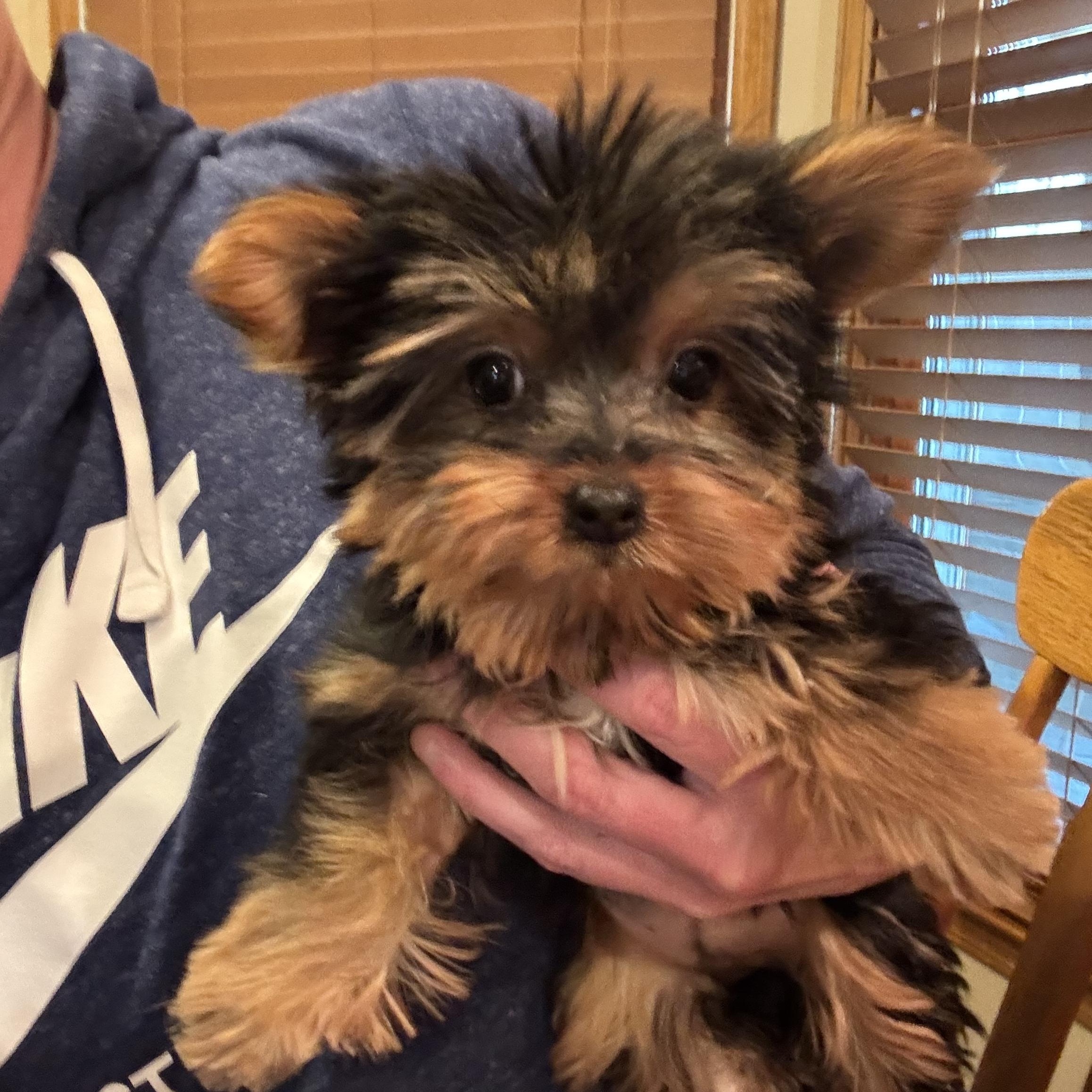 Barbie, an adopted Yorkshire Terrier in Overland Park, KS image 3/3
