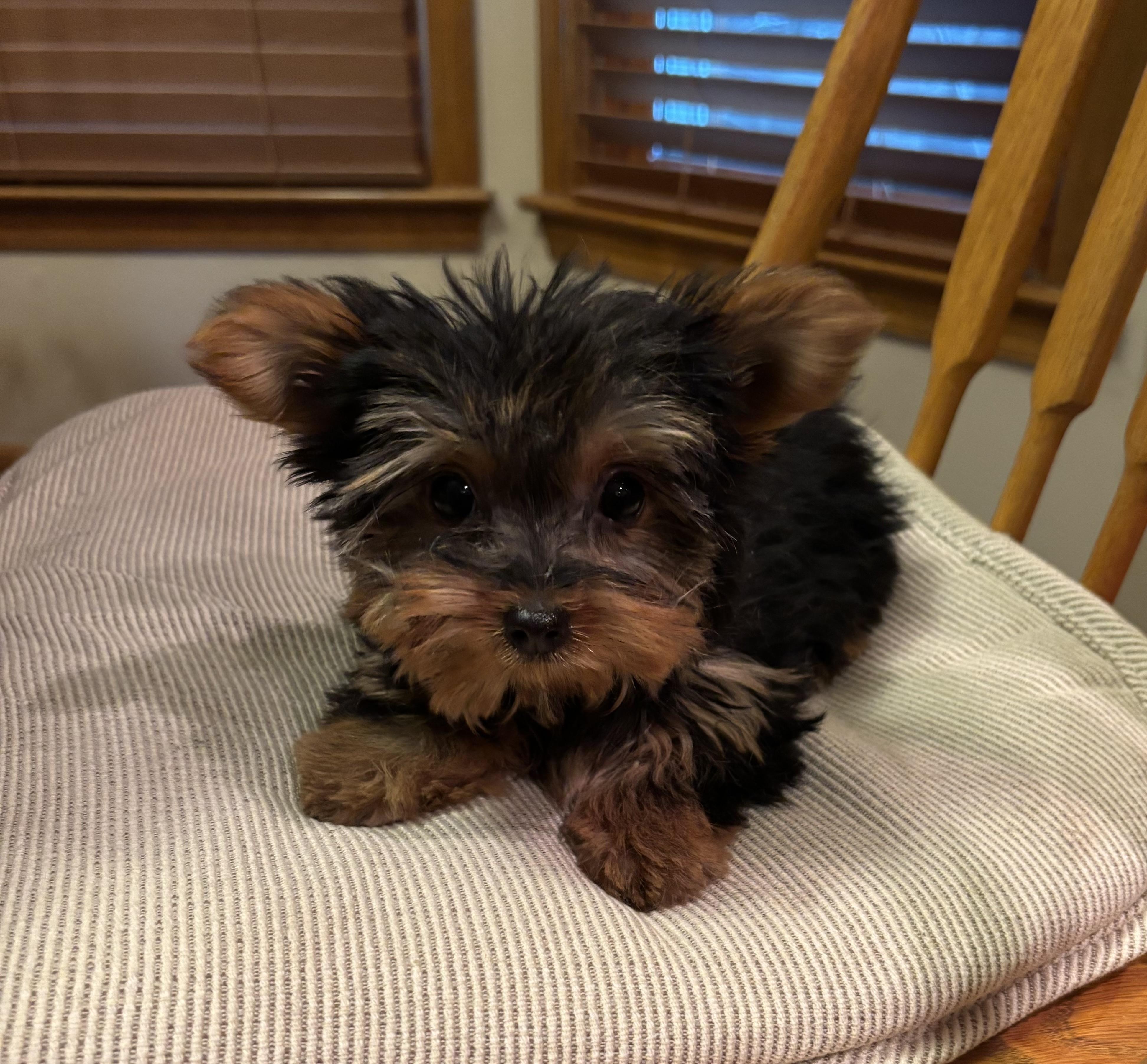 Barbie, an adopted Yorkshire Terrier in Overland Park, KS image 2/3
