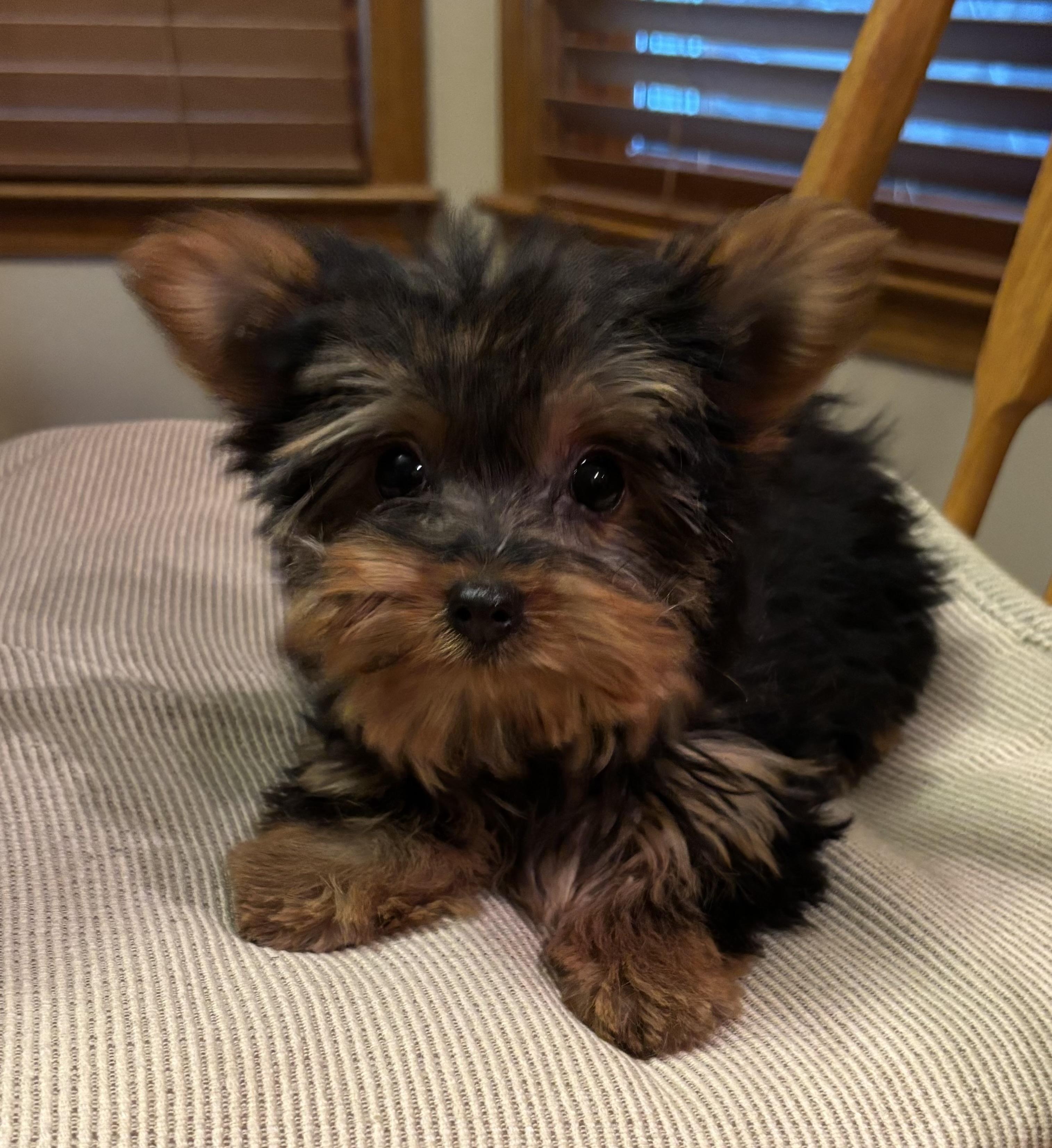 Barbie, an adopted Yorkshire Terrier in Overland Park, KS image 1/3