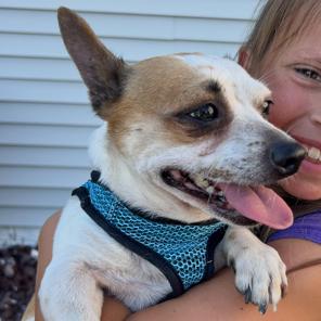 Freckles, Adoptable, Adult Male Chihuahua.