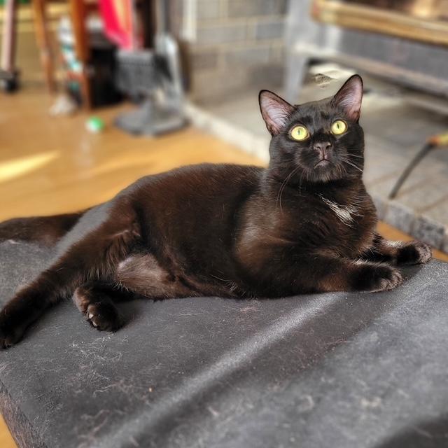 Hudson, Adoptable, Adult Male Domestic Short Hair.