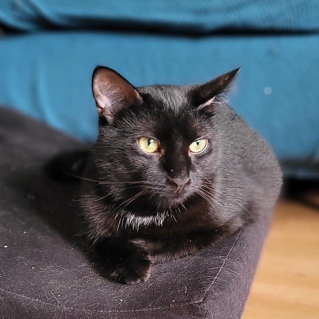 Hudson, an adoptable Domestic Short Hair in Fredericton, NB, E3B 1K8 | Photo Image 1