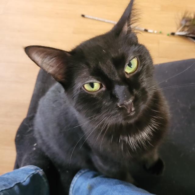 Enlarge Hudson, a Adoptable Domestic Short Hair in Fredericton, NB image 3/6