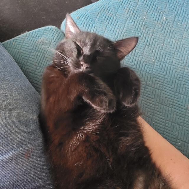 Hudson, an adoptable Domestic Short Hair in Fredericton, NB, E3B 1K8 | Photo Image 6