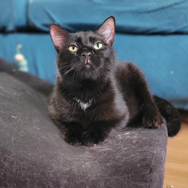 Enlarge Hudson, a Adoptable Domestic Short Hair in Fredericton, NB image 5/6