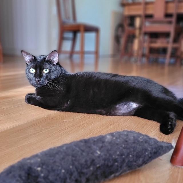 Enlarge Hudson, a Adoptable Domestic Short Hair in Fredericton, NB image 6/6